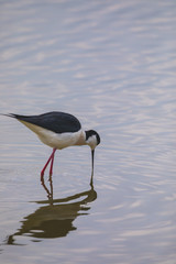 Winged stilts in a protected nature reserve
