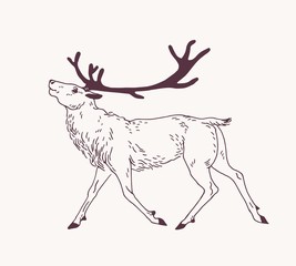 Outline drawing of walking male deer, reindeer, hart or stag with gorgeous antlers. Graceful wild animal hand drawn with contour lines on light background. Forest fauna. Vector illustration for logo.