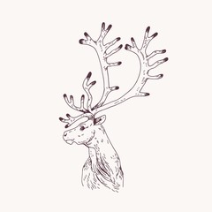 Outline portrait of male red deer, hart or stag. Head of graceful wild animal with antlers hand drawn on light background. Decorative design element. Monochrome vector illustration for logotype.