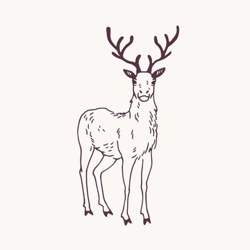 Elegant drawing of standing male deer, reindeer, hart or stag with beautiful antlers