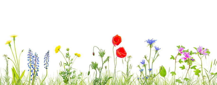 grass and wildflowers isolated background