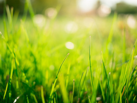 a green grass blurred background