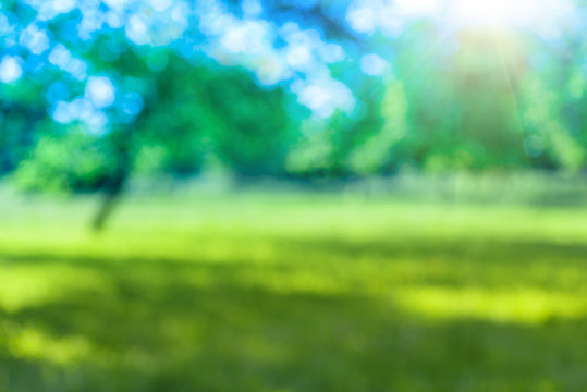 a soft focus blurred abstract background tree and grass in spring park