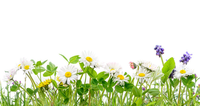 spring grass and daisy wildflowers isolated background