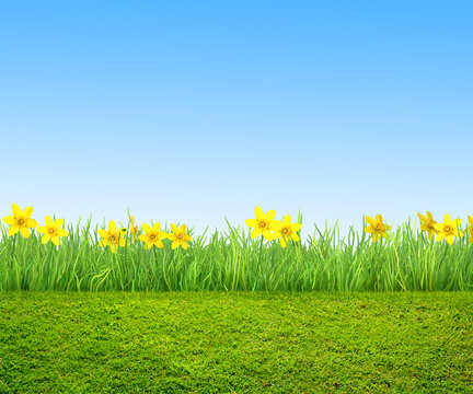 narcissus flowers and green grass, spring background