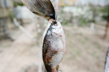Caught salted fish dried in the open air