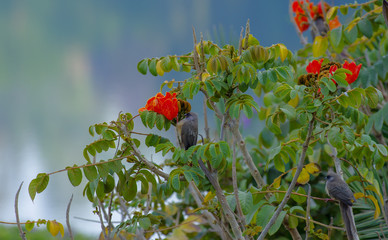 Wild bird near Lake Babogaya in February 2019, Ethiopia