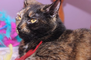 Naklejka premium BEAUTIFUL TORTOISESHELL CAT