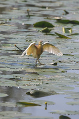 Squacco heron in a protected nature reserve