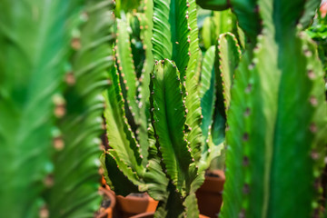 Cactus without needles. Blurred cactuses on foreground