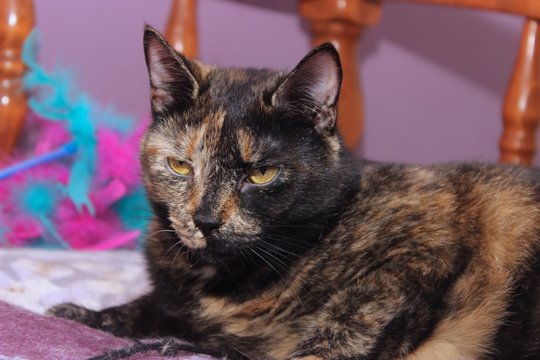 BEAUTIFUL TORTOISESHELL CAT
