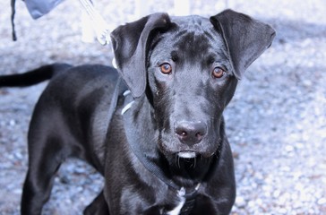 BLACK LABRADOR RETRIEVER DOG