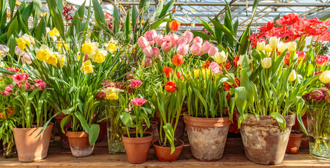 Fototapeta na wymiar Flowers at the green house. Blooming multi-colored flowers. Houseplants in the orangery. Tropical greenhouse with evergreen flowering plants