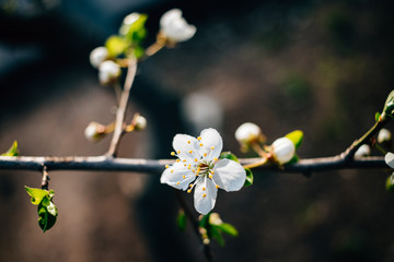 White cherry flowers and buds on tree