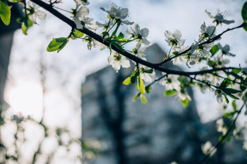 Tree branch with plenty of white flowers
