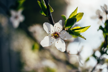 Flower on tree branch with green leaves