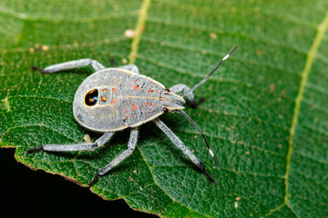 Image of Hemiptera bug on green leaves. Insect. Animal