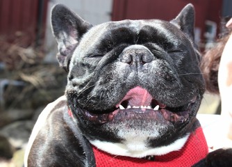 BLACK FRENCH BULLDOG