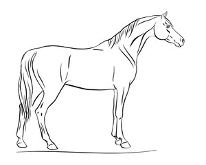 Horse standing still, side view