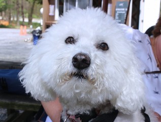 FLUFFY BICHON FRISE DOG