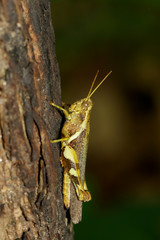 Image of white-banded grasshopper(Stenocatantops splendens) on tree. Insect. Animal.