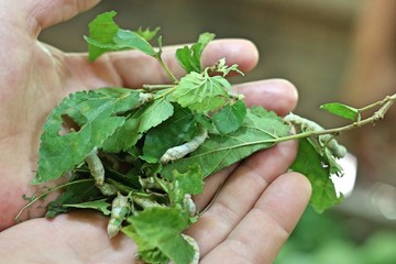 two hands holding silk worms on leaves