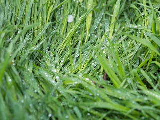 close up view to green grass with dew drops
