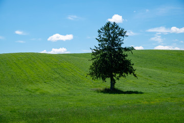 Fototapeta na wymiar 牧場の一本の木