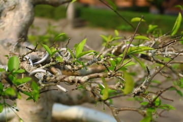 Branches de bonsaïs ligaturées avec du fil de fer