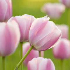 tender motley pink-white tulips blooming in summer field