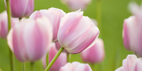 Obraz na płótnie Canvas tender motley pink-white tulips blooming in summer field