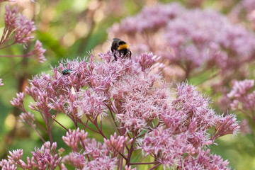 bumblebee and the fly are sitting on the fluffy flower of the eupatorium