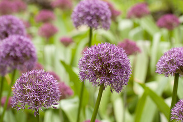 Obraz premium beautiful bright purple and burgundy flowers blooming in the field