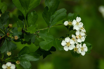 flowers in the spring