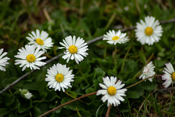 flowers in the spring