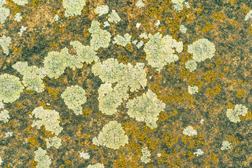 Stone surface covered with old moss and lichen, beautiful grunge background
