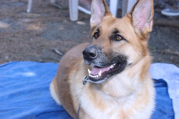 BEAUTIFUL GERMAN SHEPHERD DOG