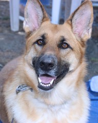 BEAUTIFUL GERMAN SHEPHERD DOG