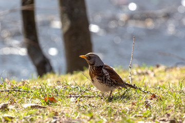 thrush - songbird on green spring grass by the pond