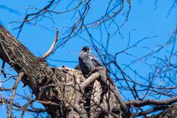 Nestling ravens sitting on the branches of trees in the spring