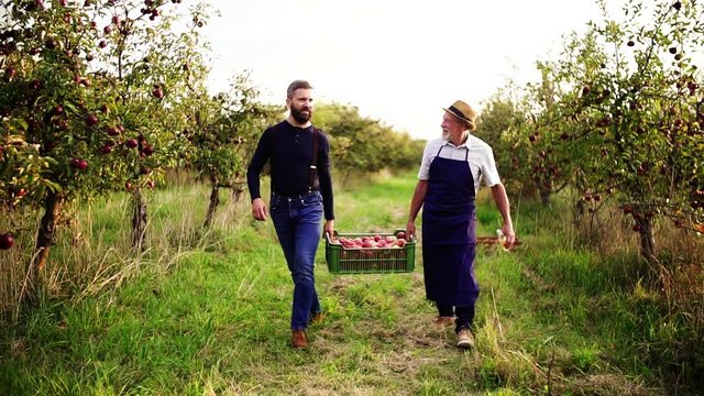 A senior man with adult son carrying apples in orchard in autumn.