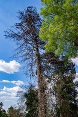Large tree with blue sky in background and foreground foliage of light green tree