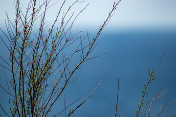thin stems of a plant with the sea defocused in the background
