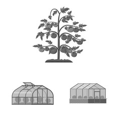 Isolated object of greenhouse and plant logo. Set of greenhouse and garden stock vector illustration.