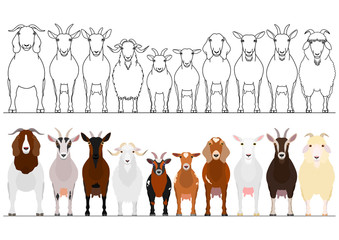 various goats border set