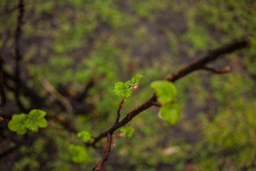 Spring bloom and blossoming bushes in garden. Small new spring green leaves