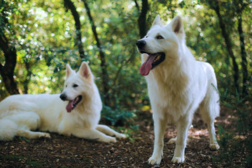 perros blancos