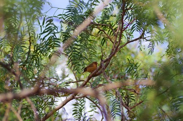 Fototapeta premium Bird watching around Lake Babogaya in February 2019, Ethiopia