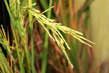 Close-up of yellow paddy rice field waiting for harvest in Thailand