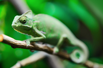 exotic green chameleon